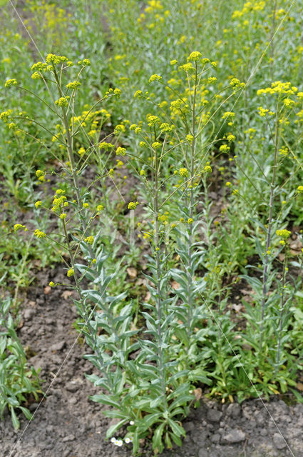 Woad (Isatis tinctoria)