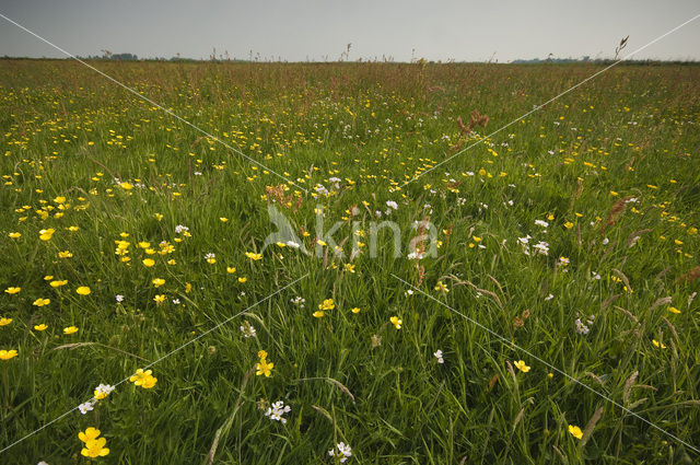 Weijenbus en Vroonmeer