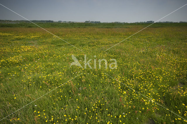 Weijenbus en Vroonmeer