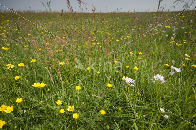 Weijenbus en Vroonmeer