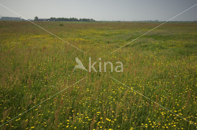 Weijenbus en Vroonmeer