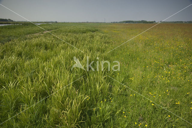 Weijenbus en Vroonmeer