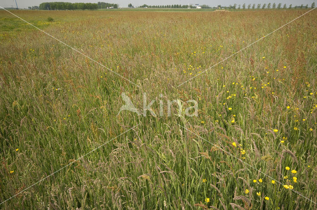 Weijenbus en Vroonmeer