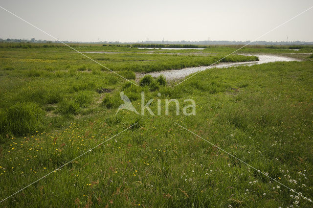 Weijenbus en Vroonmeer