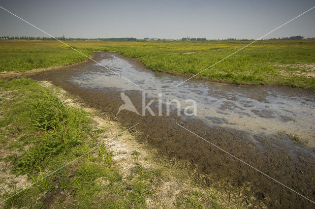 Weijenbus en Vroonmeer