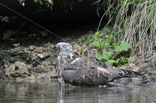 Honey Buzzard (Pernis apivorus)