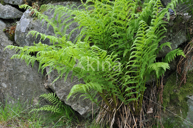 Wijfjesvaren (Athyrium filix-femina)