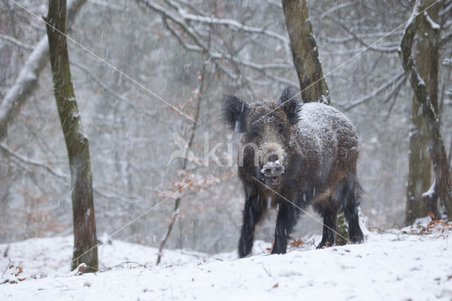 Wild Boar (Sus scrofa)