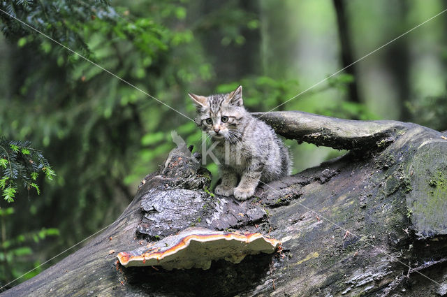 Wilde kat (Felis silvestris)