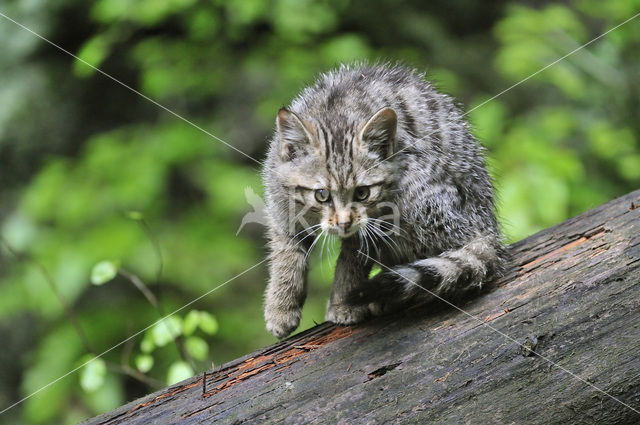 Wilde kat (Felis silvestris)