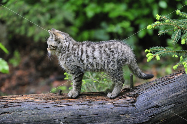 Wildcat (Felis silvestris)