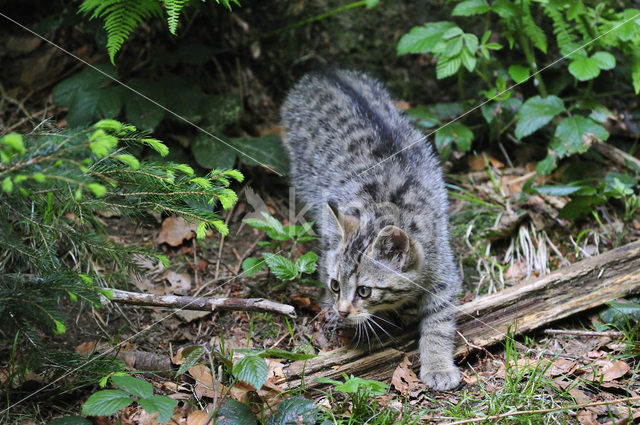 Wildcat (Felis silvestris)