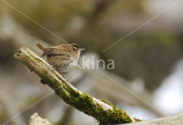 Winterkoning (Troglodytes troglodytes)