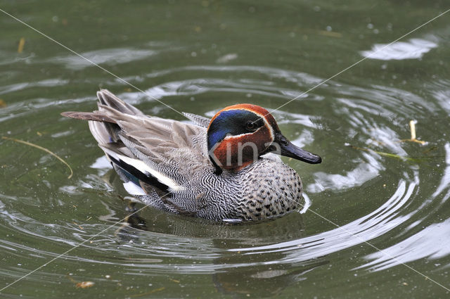 Wintertaling (Anas crecca)