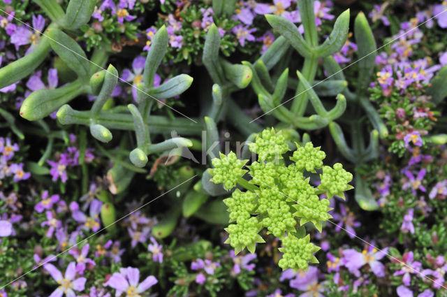 Zeevenkel (Crithmum maritimum)