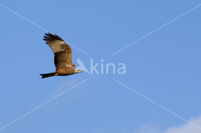 Black Kite (Milvus migrans)