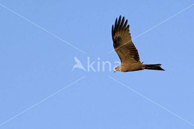 Black Kite (Milvus migrans)