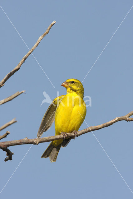 Brimstone Canary