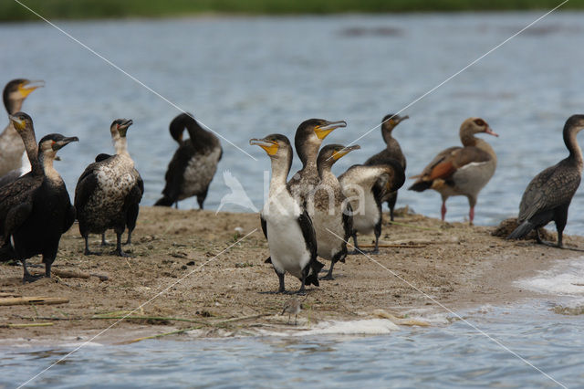 Great Cormorant (Phalacrocorax carbo)