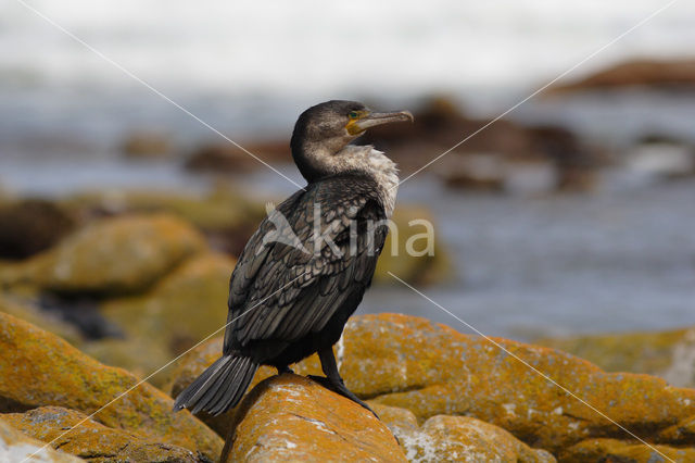 White-necked Cormorant (Phalacrocorax carbo lucidus)