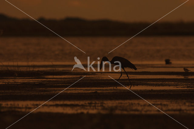 African open-billed stork