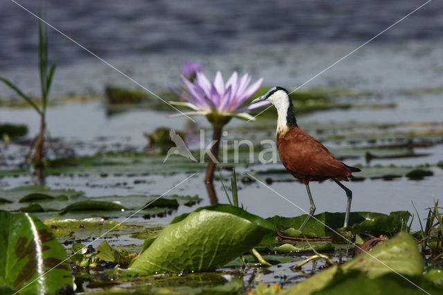 Afrikaanse Jacana