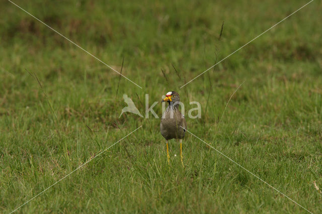 African wattled lapwing
