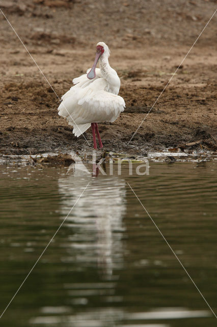 Afrikaanse Lepelaar (Platalea alba)