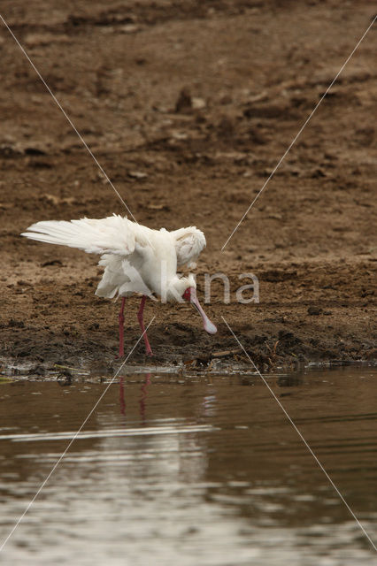 African Spoonbill (Platalea alba)