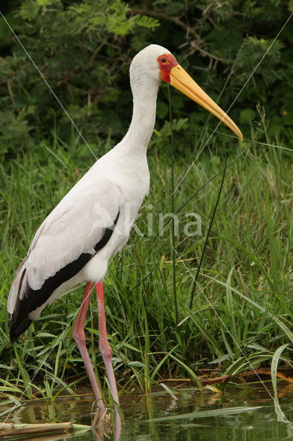 Afrikaanse Nimmerzat (Mycteria ibis)