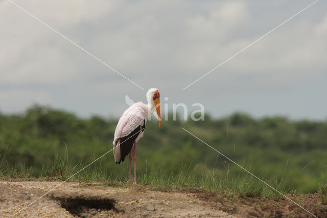 Afrikaanse Nimmerzat (Mycteria ibis)