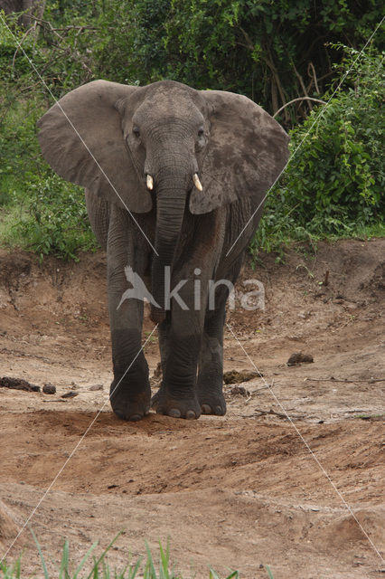 African elephant (Loxodonta africana)