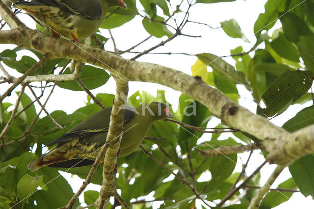 African Green-Pigeon (Treron calva)