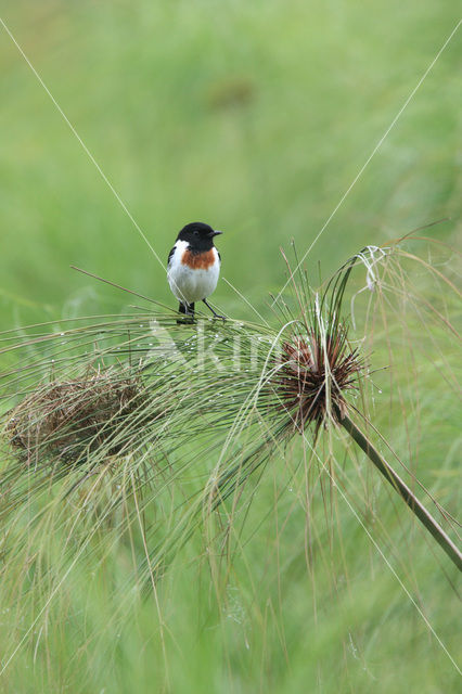 African Stonechat (Saxicola torquatus)