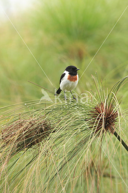 African Stonechat (Saxicola torquatus)