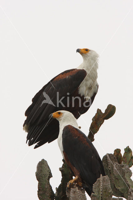 African fish eagle (Haliaeetus vocifer)