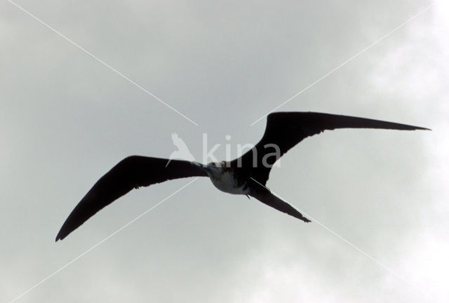 Magnificent frigatebird (Fregata magnificens)