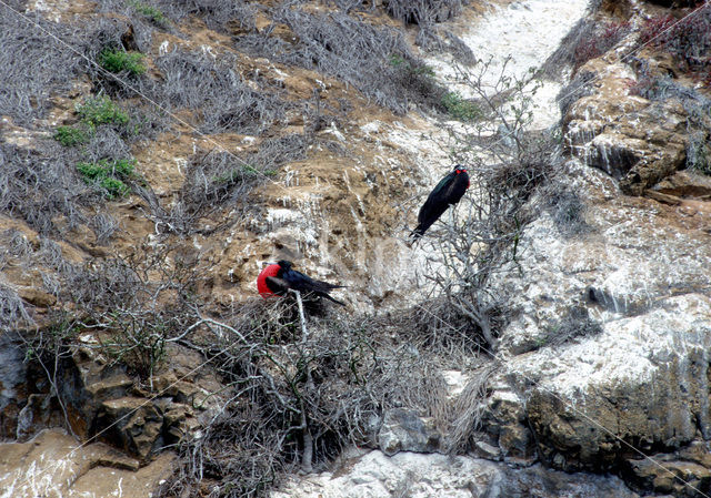 Amerikaanse fregatvogel (Fregata magnificens)