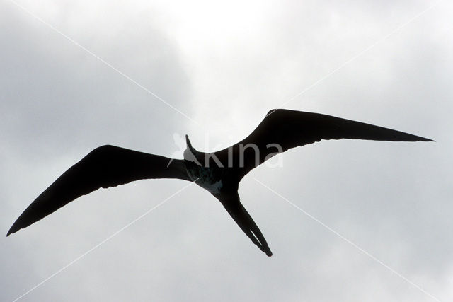 Magnificent frigatebird (Fregata magnificens)