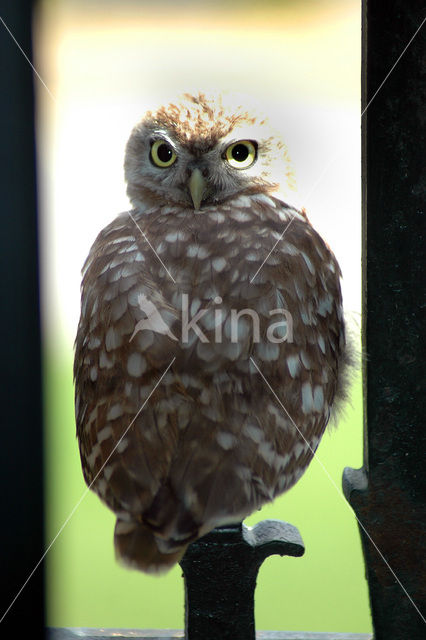 An¾tkabir