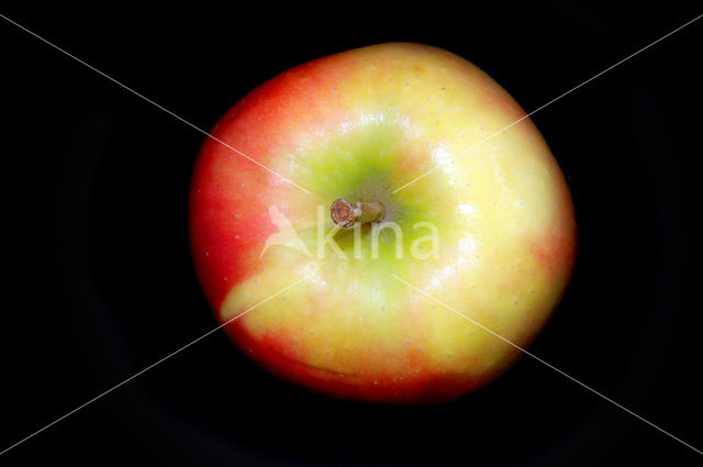 Apple (Malus domesticus)