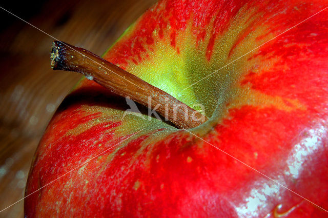 Appel (Malus domesticus)