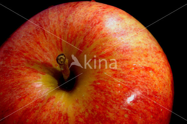 Appel (Malus domesticus)