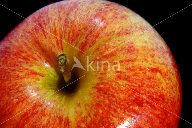 Apple (Malus domesticus)