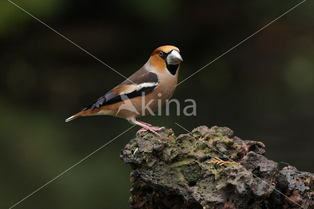 Hawfinch (Coccothraustes coccothraustes)
