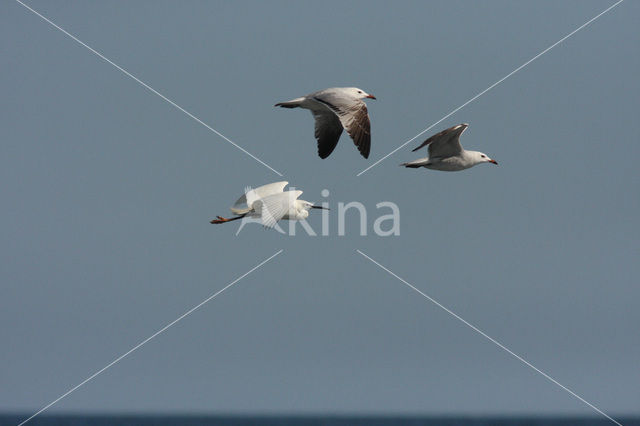 Audouin’s Gull (Larus audouinii)