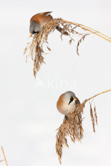 Bearded Reedling (Panurus biarmicus)