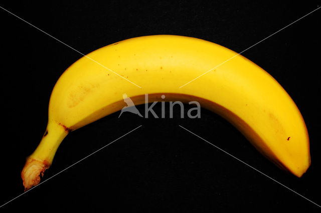 Banaan (Musa spec)