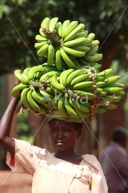 Banaan (Musa spec)