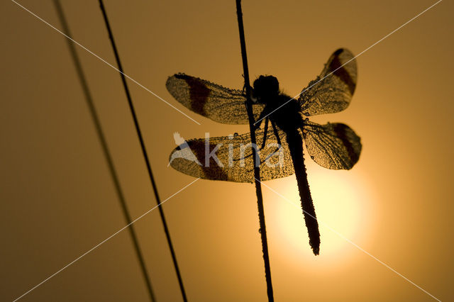 band-winged dragonfly (Sympetrum pedemontanum)